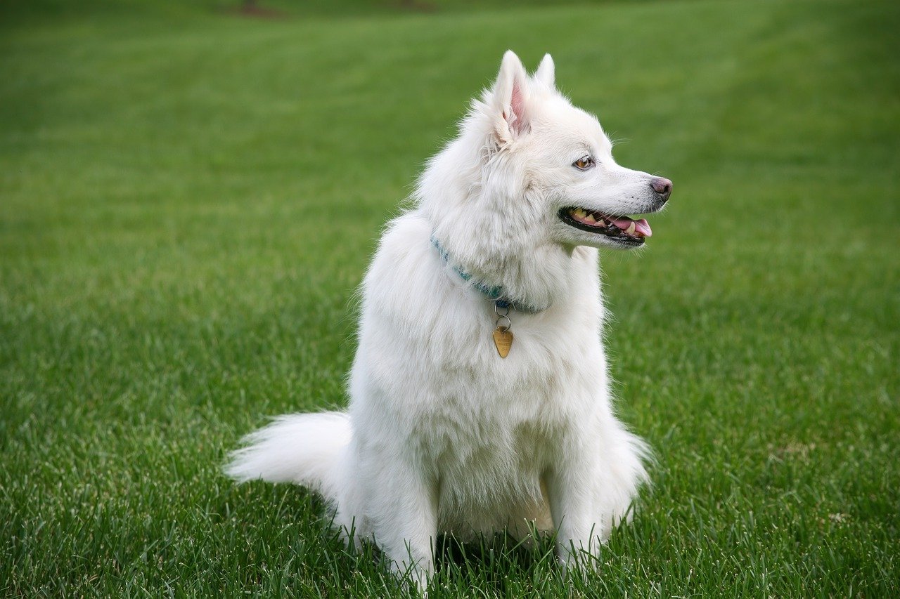 Understanding the Personality of the American Eskimo Dog